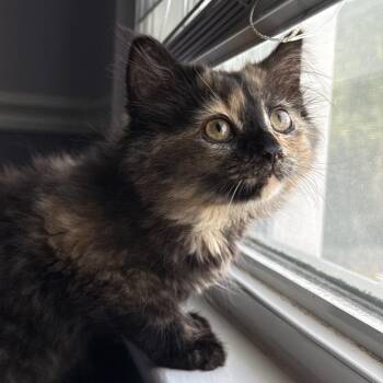 July -  Domestic Long Hair Cat for Adoption in Woodbridge Township, New Jersey - July | PetCurious