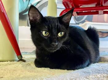 Fable (needs to be adopted with littermate) -  Domestic Short Hair Cat for Adoption in Oakland, California - Fable (needs To Be Adopted With Littermate) | PetCurious