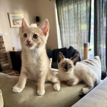 Siamese and Domestic Short Hair Cats Available for Adoption in Vacaville, California - Earl | PetCurious