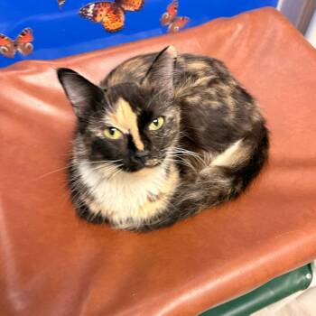 Anyah -  Domestic Long Hair Cat for Adoption in St. Louis, Missouri - Anyah | PetCurious