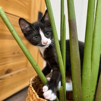 Oreo Double Stuf Cookie Cowboy -  Tuxedo and Domestic Short Hair Cat for Adoption in Friendswood, Texas - Oreo Double Stuf Cookie Cowboy | PetCurious