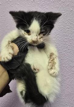 Domestic Short Hair Cats Available for Adoption in El Paso, Texas - 60924743 | PetCurious