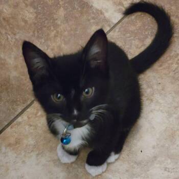 Jaime -  Domestic Short Hair Cat for Adoption in San Tan Valley, Arizona - Jaime | PetCurious