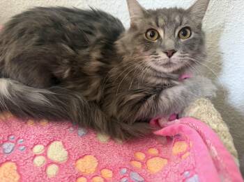 Rescue Domestic Medium Hair Cats for Adoption in Rio Linda, California - Misty | PetCurious