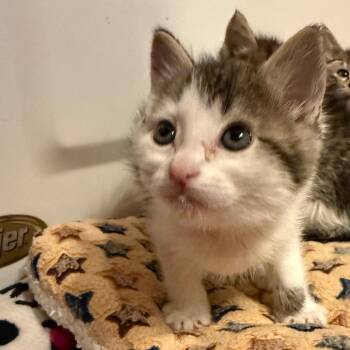 Pong -  Domestic Short Hair Cat for Adoption in Salt Lake City, Utah - Pong | PetCurious