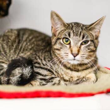 Domestic Short Hair Cats Available for Adoption in Dover, New Hampshire - Brad | PetCurious