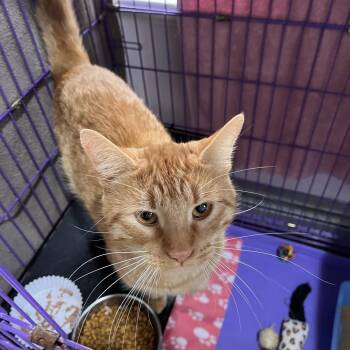 Mr. Wonderful -  Domestic Short Hair Cat for Adoption in Salisbury, Massachusetts - Mr. Wonderful | PetCurious