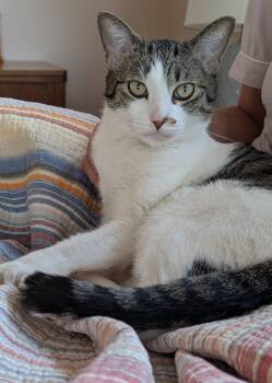 Rescue Domestic Short Hair Cats for Adoption in Albuquerque, New Mexico - Tia | PetCurious