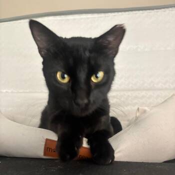Bender -  Domestic Short Hair Cat for Adoption in Folsom, Louisiana - Bender | PetCurious
