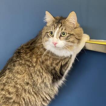 Jericho -  Domestic Medium Hair Cat Available for Adoption in Tulsa, Oklahoma - Jericho | PetCurious