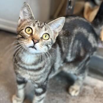 Domestic Short Hair Cats Available for Adoption in Matteson, Illinois - Black Jack | PetCurious