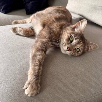 Rare Books Room -  Domestic Short Hair Cat for Adoption in Fredericksburg, Virginia - Rare Books Room | PetCurious