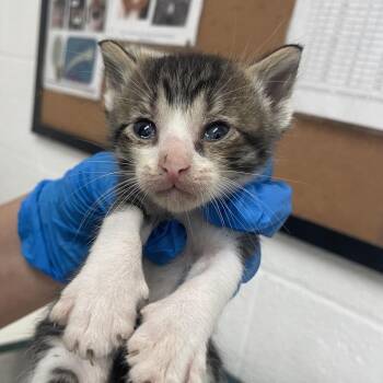 Jackson -  Domestic Short Hair Cat for Adoption in Edinburg, Texas - Jackson | PetCurious