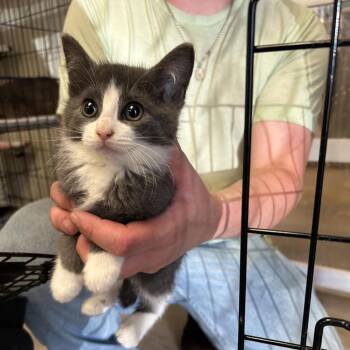 Prada -  Domestic Short Hair Cat Available for Adoption in Pennsville Township, New Jersey - Prada | PetCurious