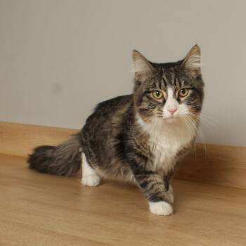 Leland C70517 -  Domestic Medium Hair Cat for Adoption in Minnetonka, Minnesota - Leland C70517 | PetCurious