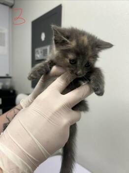 Kirstin -  Domestic Short Hair Cat for Adoption in West Chester, Pennsylvania - Kirstin | PetCurious