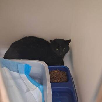 Domestic Short Hair Cats Available for Adoption - Edgar | PetCurious