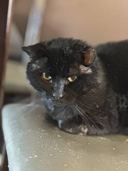 Rescue Domestic Short Hair Cats for Adoption in Coalhurst, Alberta - Simba | PetCurious