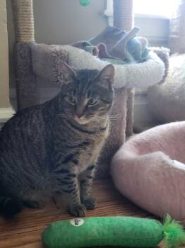 Bradley -  Tabby and Domestic Short Hair Cat for Adoption in Allentown, Pennsylvania - Bradley | PetCurious