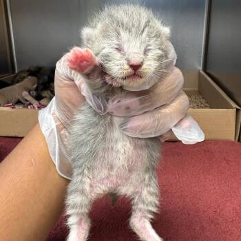 Royal -  Domestic Short Hair Cat for Adoption in Newark, New Jersey - Royal | PetCurious