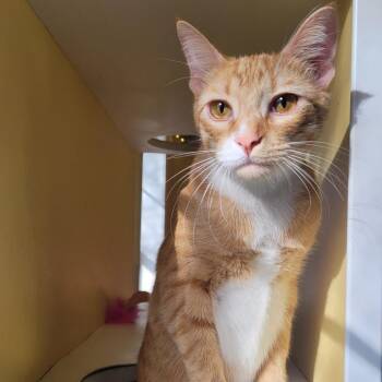 Domestic Short Hair Cats Available for Adoption - Cheeto | PetCurious