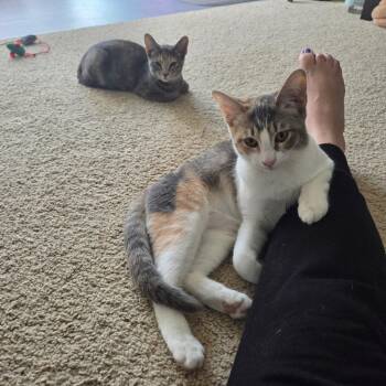 Rescue Dilute Calico Cats for Adoption in Pottsboro, Texas - Enid And/or Idabel | PetCurious