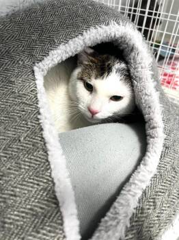 Domestic Short Hair Cats Available for Adoption in Brookings, Oregon - Gandalf | PetCurious