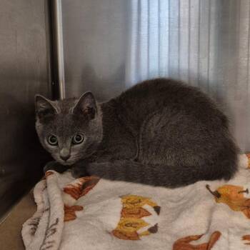 Domestic Short Hair Cats Available for Adoption - Habanero | PetCurious