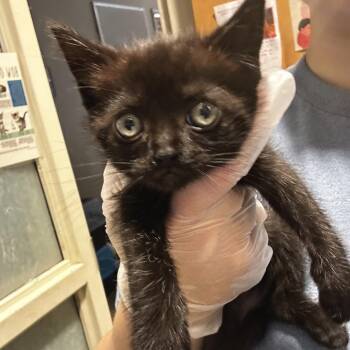 Domestic Short Hair Cats Available for Adoption in Chattanooga, Tennessee - Vira | PetCurious