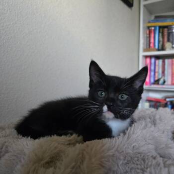 Rescue Domestic Medium Hair Cats for Adoption in Westminster, California - Bowl | PetCurious