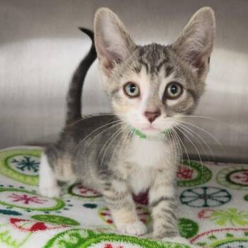 Bluebelle -  Domestic Short Hair Cat for Adoption in Fort Wayne, Indiana - Bluebelle | PetCurious