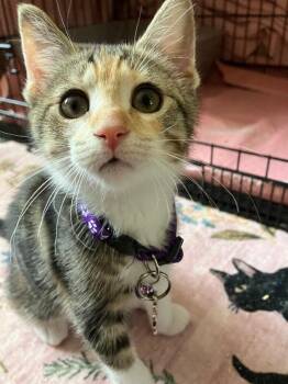 Opal -  Domestic Short Hair Cat for Adoption - Opal | PetCurious