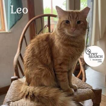 Domestic Short Hair Cats Available for Adoption in Washington, Pennsylvania - Cheeto Leo | PetCurious