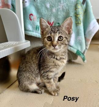 Rescue Tabby and Domestic Short Hair Cats for Adoption in Aurora, Indiana - Kitty Blooms : Posy | PetCurious