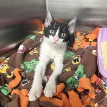 Ike -  Domestic Short Hair Cat for Adoption in Jupiter, Florida - Ike | PetCurious