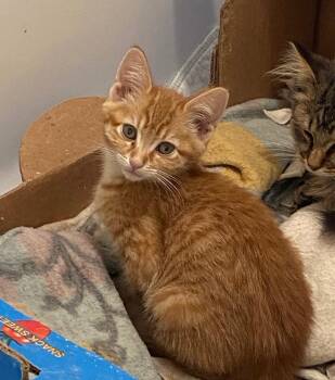 Rescue Tabby Cats for Adoption in Andover, Minnesota - Olivia- Sibling To Midori | PetCurious
