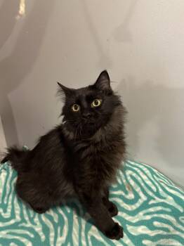 Persian Cats Available for Adoption - Manny (part Persian, Long Hair) | PetCurious