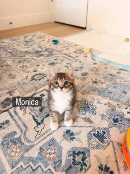 Monica -  Domestic Short Hair Cat Available for Adoption in Vancouver, Washington - Monica | PetCurious