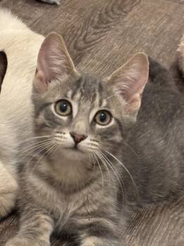 Nathan -  Domestic Short Hair Cat for Adoption in Plymouth, Michigan - Nathan | PetCurious