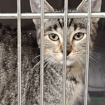 Rescue Domestic Short Hair Cats for Adoption in South Houston, Texas - Kira 2025 | PetCurious