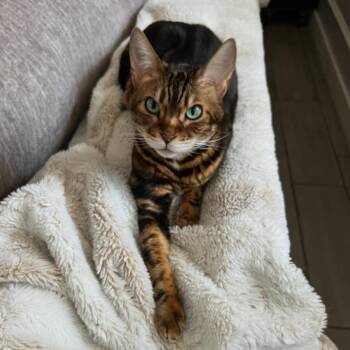 Jewel -  Bengal and Domestic Short Hair Cat Available for Adoption in Lewisville, Texas - Jewel | PetCurious