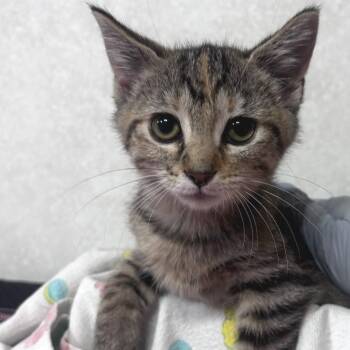 Mary - PetSmart Belleville -  Domestic Short Hair Cat for Adoption in Belleville, Illinois - Mary - PetSmart Belleville | PetCurious