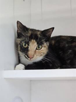 CALLIOPE -  Domestic Short Hair Cat for Adoption in Indianapolis, Indiana - CALLIOPE | PetCurious