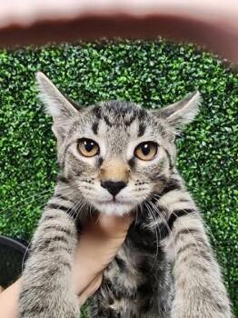 Mace $50 @ Petco -  Domestic Short Hair Cat for Adoption in Seneca, South Carolina - Mace $50 @ Petco | PetCurious