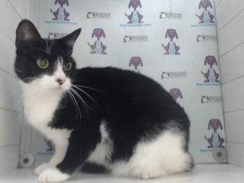 SASSY -  Domestic Short Hair Cat for Adoption in Orlando, Florida - SASSY | PetCurious