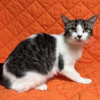 Sunshine -  Domestic Short Hair Cat for Adoption in Waterloo, Iowa - Sunshine | PetCurious