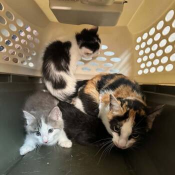 Lobster -  Domestic Short Hair Cat for Adoption in Shinnston, West Virginia - Lobster | PetCurious