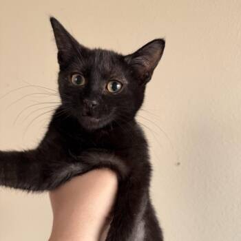 Domestic Short Hair Cats Available for Adoption in Las Vegas, Nevada - Dahlia | PetCurious