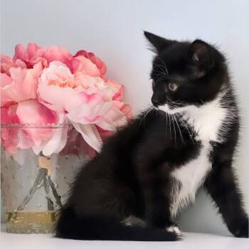 Ariel -  Domestic Short Hair Cat for Adoption in Syosset, New York - Ariel | PetCurious