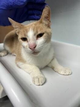 Archie -  Domestic Short Hair Cat for Adoption in Largo, Florida - Archie | PetCurious